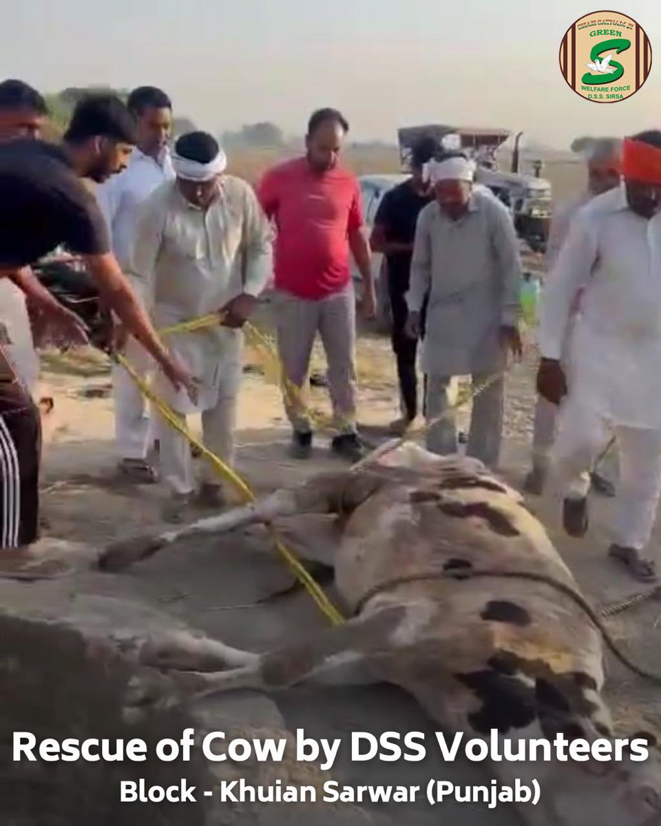 Heartwarming! Volunteers have once again shown their immense courage by rescuing cows in Silwala Khurd, Rajasthan, and Khuian Sarwar, Punjab. Guided by the teachings of Revered Saint Dr. MSG Insan, their dedication and love shine brightly. Their noble efforts echo the boundless