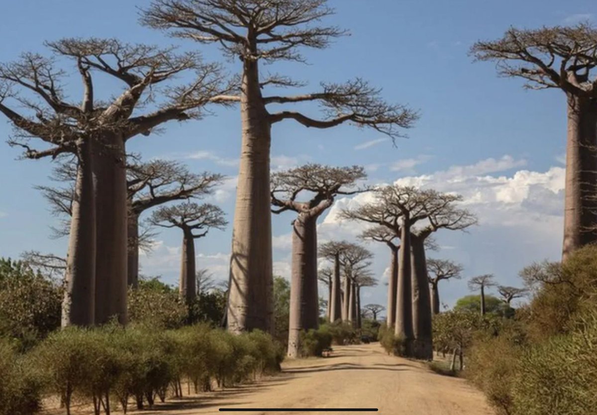 Scientists have solved the mystery of the origins of ancient “three of life”, baobab tree. According to DNA studies, the iconic trees first arose in Madagascar 21 million years ago. buff.ly/3yoBbaU