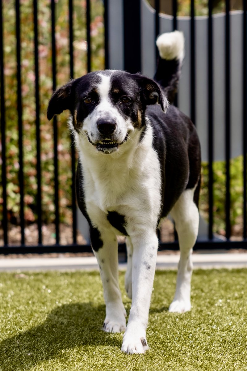 Grapevine Animal Services tweet media