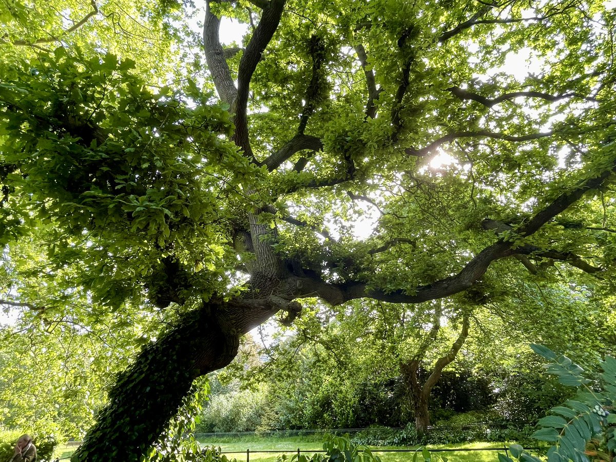 I love this English oak. #treepeople #batterseaPark #EnglishOak