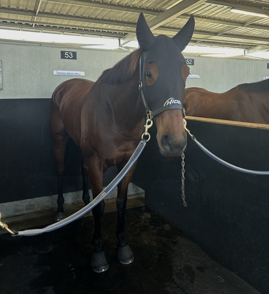 Western Empire: the raging favourite for the Belmont Sprint. Looking chilled and relaxed ahead of his G3 encounter for trainers Grant and Alana Williams. @TAB_touch | @TABradio | @PerthRacing | @santassnippets