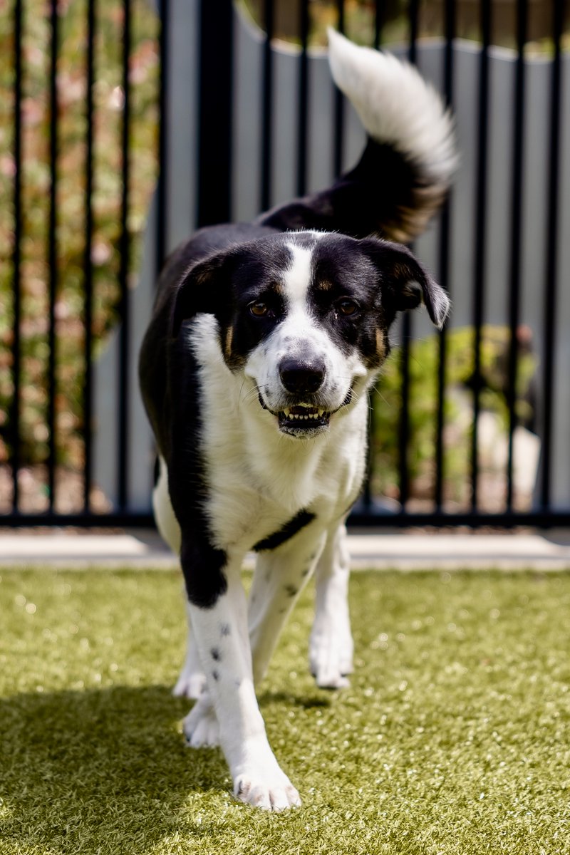 Grapevine Animal Services tweet media