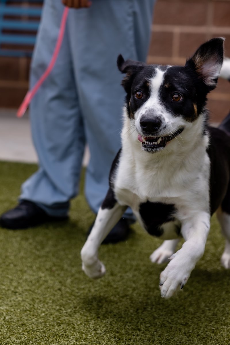 Adoptable Dog Alert! Juliette is ready to find her forever home and shower her new family with unconditional love. 💕

Visit our website to learn more! GrapevineAnimalServices.org

Photo Credit: Mason Kurien 

#GrapevineAnimalServices #SafeLovingHumane #AdoptDontShop #RescueDog