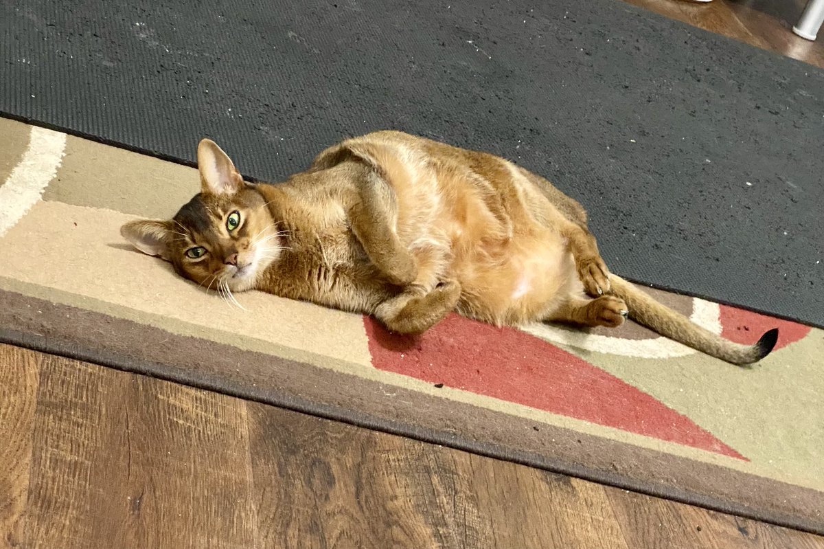 ClaireCre8tes's tweet image. She wanted me to remind you how beautiful she is!!! 

#EmmaCat #Caturday #catsoftwitterx