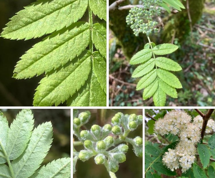 Rowan or Mountain Ash. Sorbus aucuparia (1 of 2). Alternate leaves. 5-7 pairs of leaflets, up to 6x2cm. Dark green above, grey-green below. Leaflets with 13-20 teeth per side. Stipules toothed. Buds conical, dark brown-purplish with 2-5 scales. Clusters of white flowers