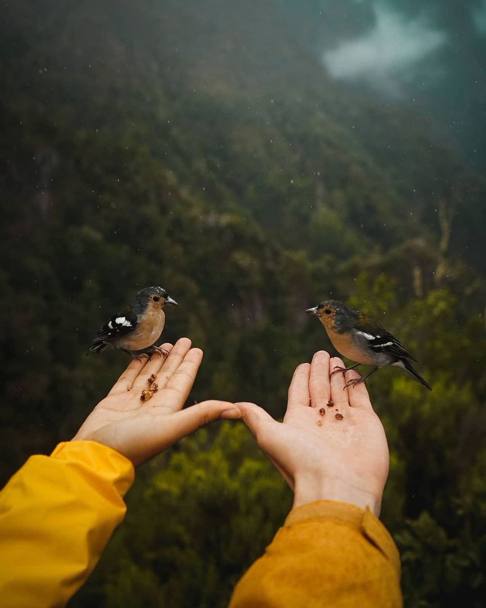 Immerse yourself in the enchanting world of nature! 🌿 Imagine the joy of being selected by our feathered friends 🕊️ Have you ever felt this delightful connection? 📍Levada dos Balcões, #Madeira 📷 2nomadsouls #NatureLover #nature #wildlife #Portugal