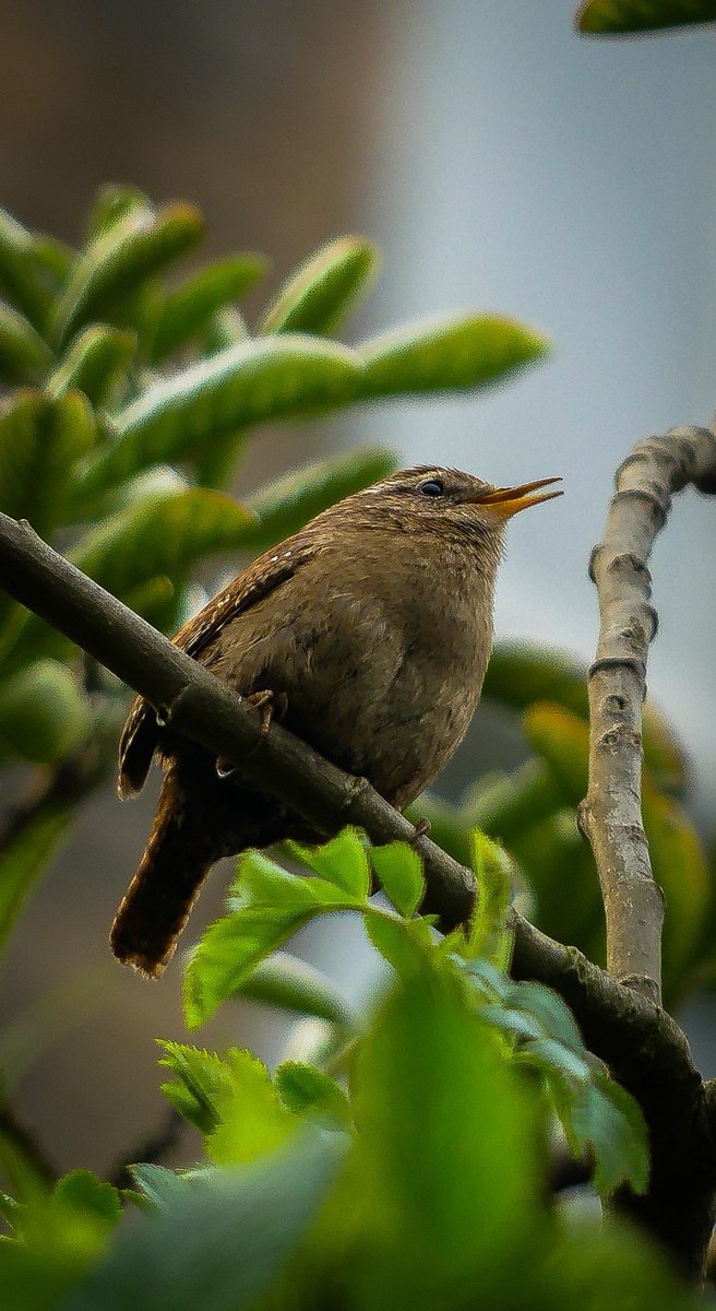 I don't do that much bird photography, I leave that for the experts, but I thought this little wren was so cute!
#birdsphotography #nature #photography