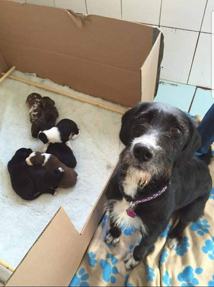 JulieMorphus's tweet photo. @Thornberry_TAS  Happy 9th Birthday Ivy and the rest of Tillies pups https://t.co/f3822hNQMn