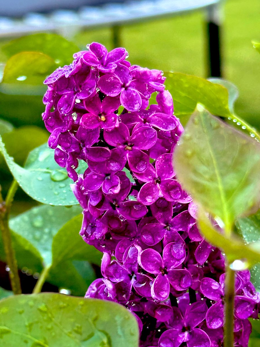 MrhughLthebest's tweet image. “Lilacs bloom with the promise of brighter days ahead.” – Unknown

#GardensofTwitter #lilacs #FlowersOnX #mygarden #BeautifulWorld