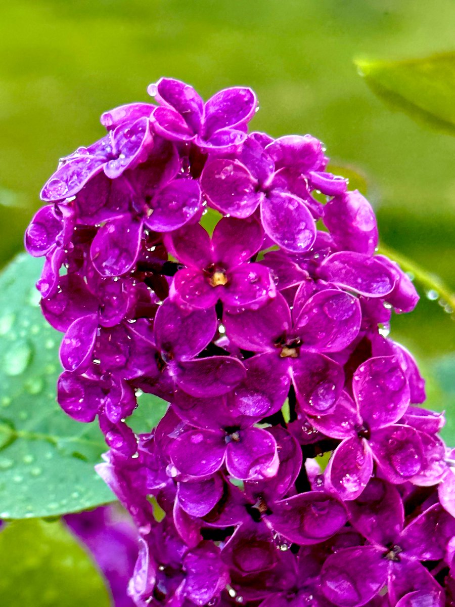 MrhughLthebest's tweet image. “Lilacs bloom with the promise of brighter days ahead.” – Unknown

#GardensofTwitter #lilacs #FlowersOnX #mygarden #BeautifulWorld