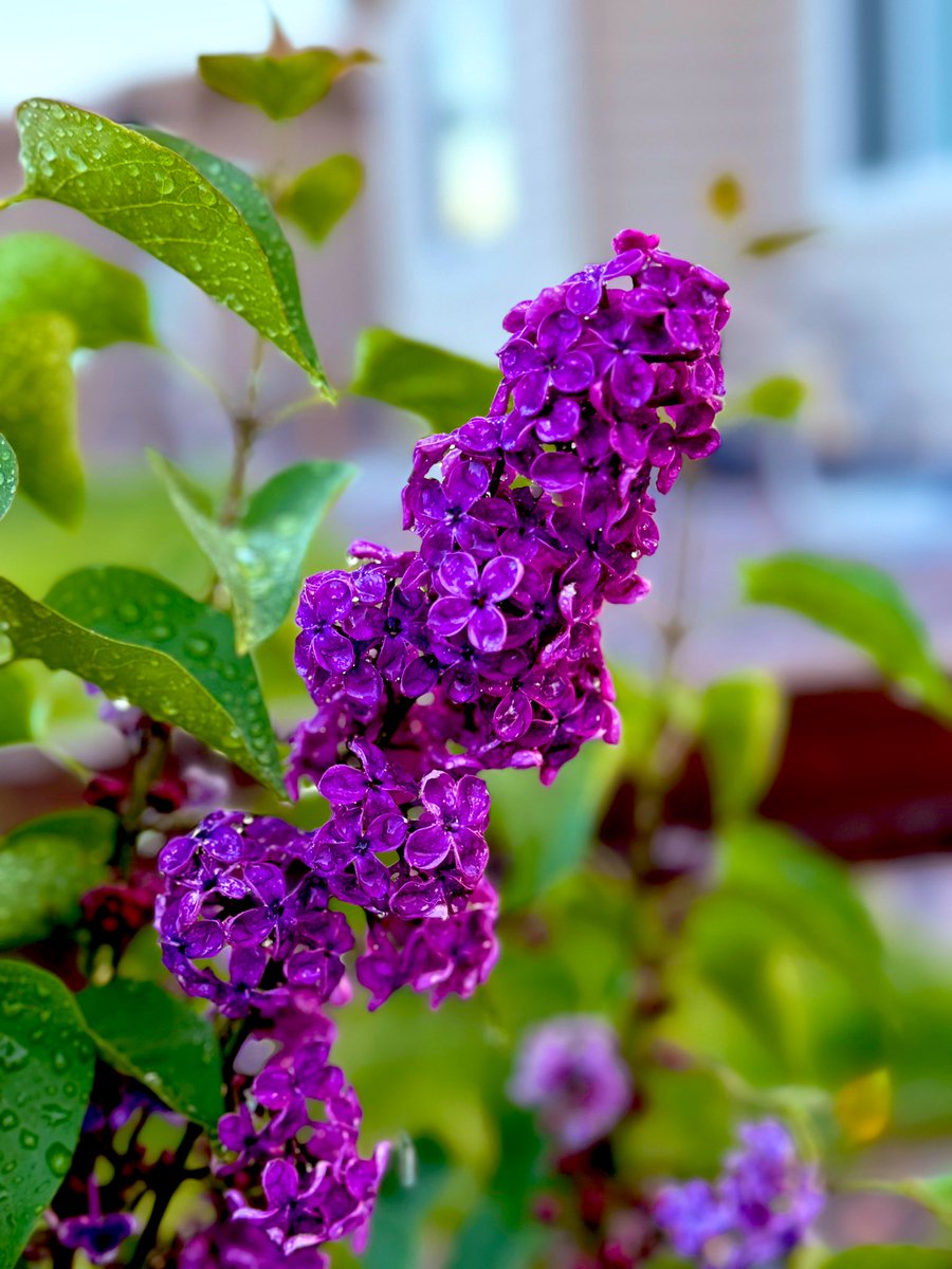 “Lilacs bloom with the promise of brighter days ahead.” – Unknown

#GardensofTwitter #lilacs #FlowersOnX #mygarden #BeautifulWorld