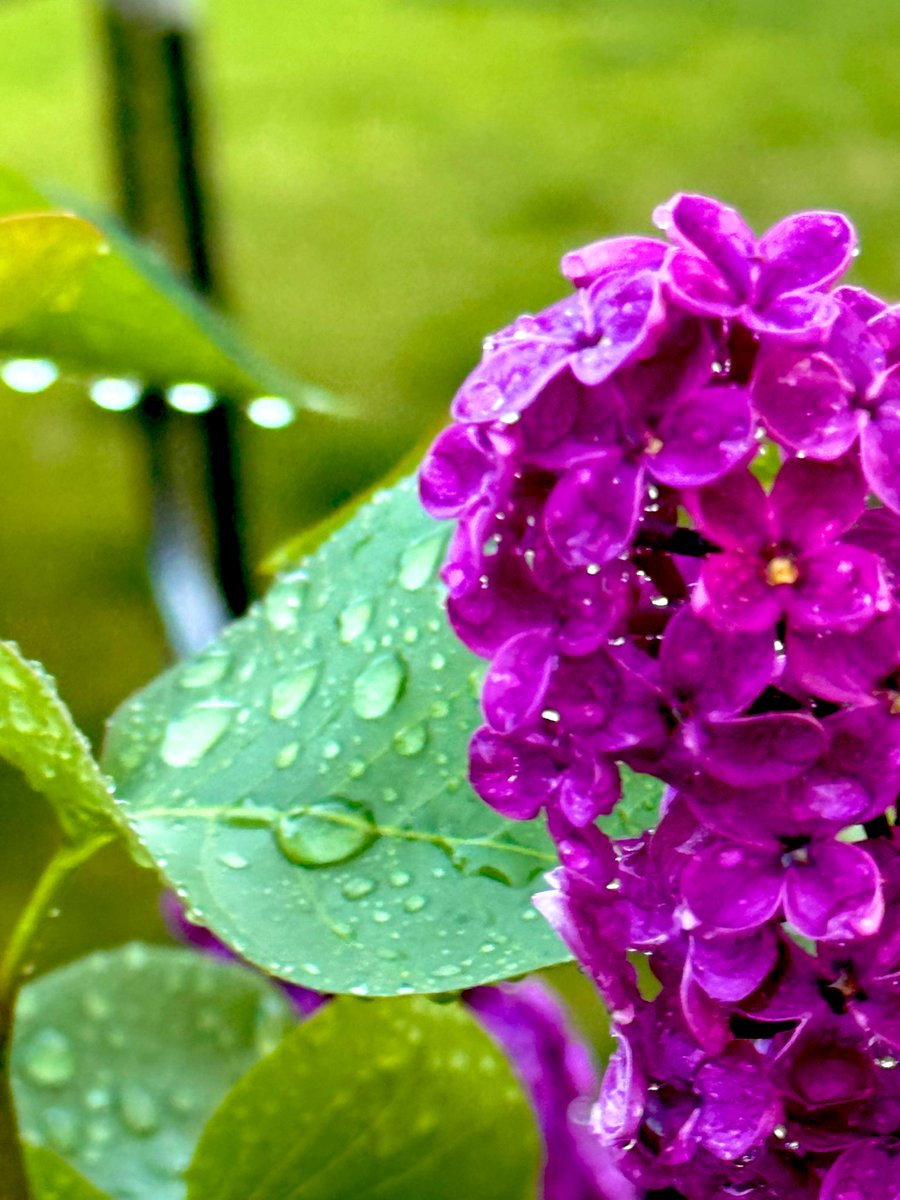 MrhughLthebest's tweet image. “Lilacs bloom with the promise of brighter days ahead.” – Unknown

#GardensofTwitter #lilacs #FlowersOnX #mygarden #BeautifulWorld