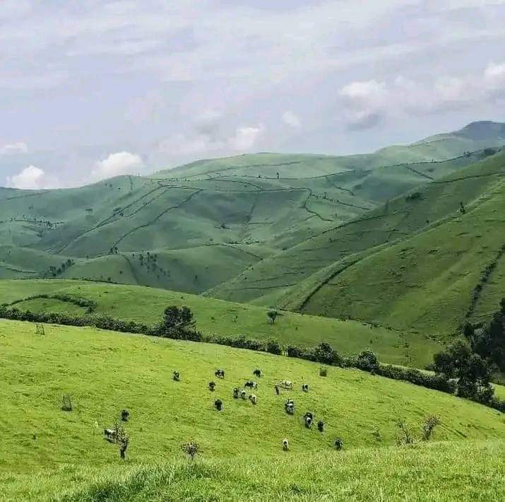 Beautiful masisi RDC 🇨🇩