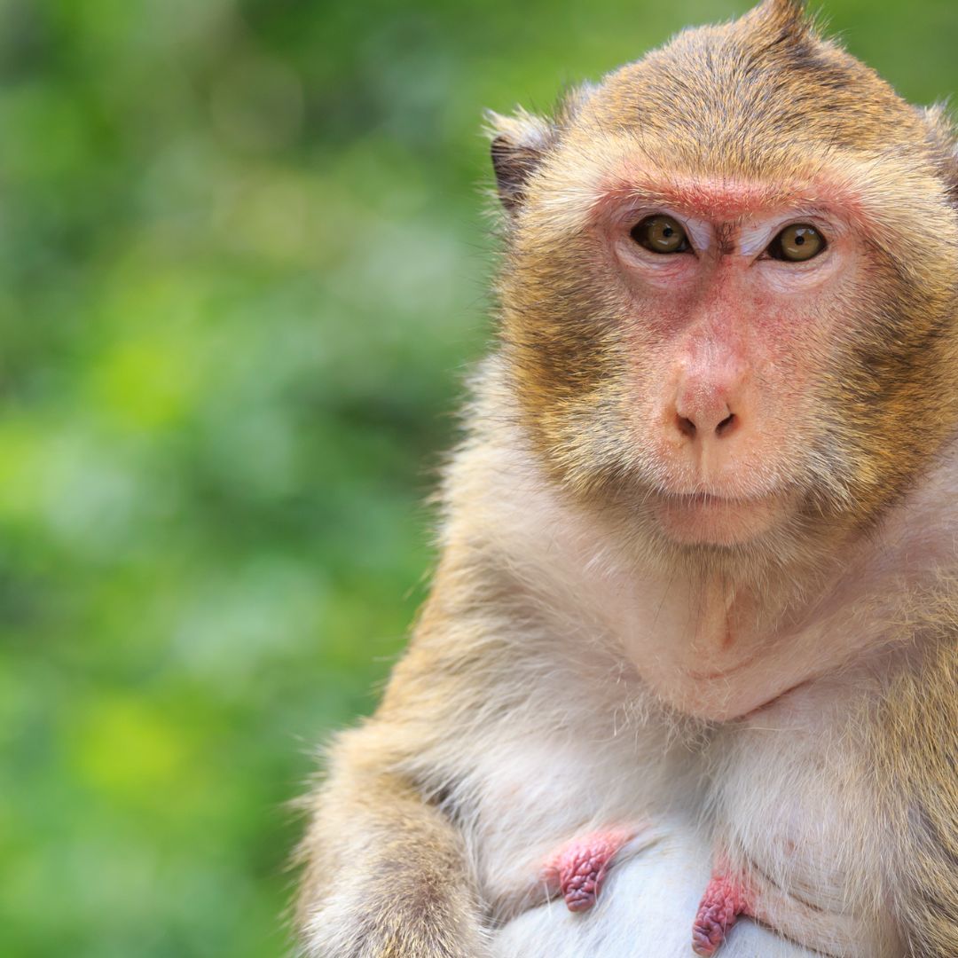 “They call me 4J, I’m an elderly female Macaque. My time might be soon or I might already be gone. Please remember me and honour me with a name' #HonourMeWithAName #BanPrimateExperiments #AnimalFreeScience bit.ly/PleaseHonourMe…
