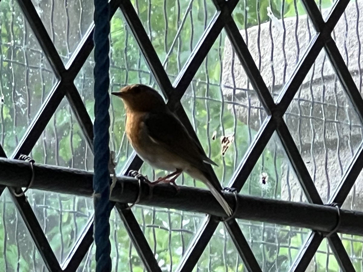 Two #robins, have nested in the first floor room of our Tower, where they are feeding their two infants, entering via a small wooden hole in some panelling.

Even the robin has found a home, where she may have her young— a place near your altar, Lord Almighty, my King and my God.