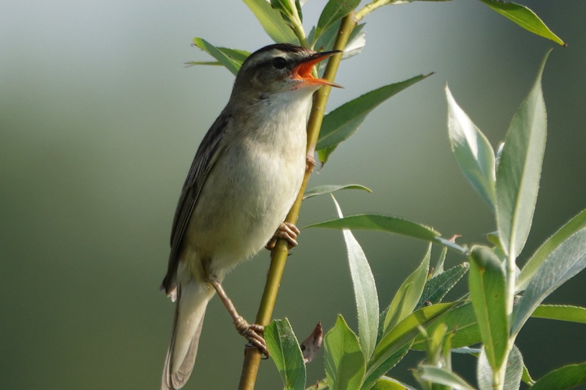 Sedge warbler singing. Oegstgeest, Holland. 
#BirdsSeenIn2024.
#Birding. 
#Birdwatching. 
#Birds. 
#Birds2024.