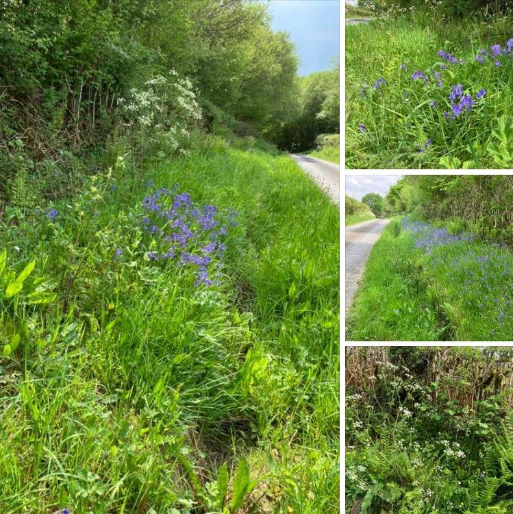 2 weeks to go in our countdown to Big Meadow Search 2024. Recording period runs from 1st June to 31st August. Don’t forget road verges are included and can have lots of species to spot