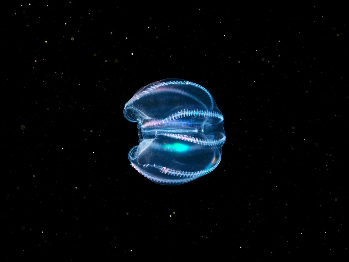 Strange body shape of Bolinopsis infundibulum ctenophore.