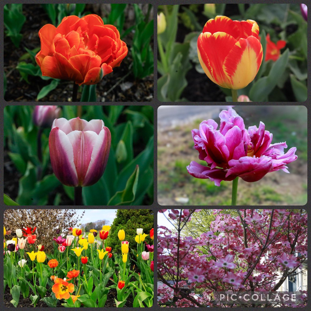 Early May highlights #sixonSaturday #Saturdayvibes #garden