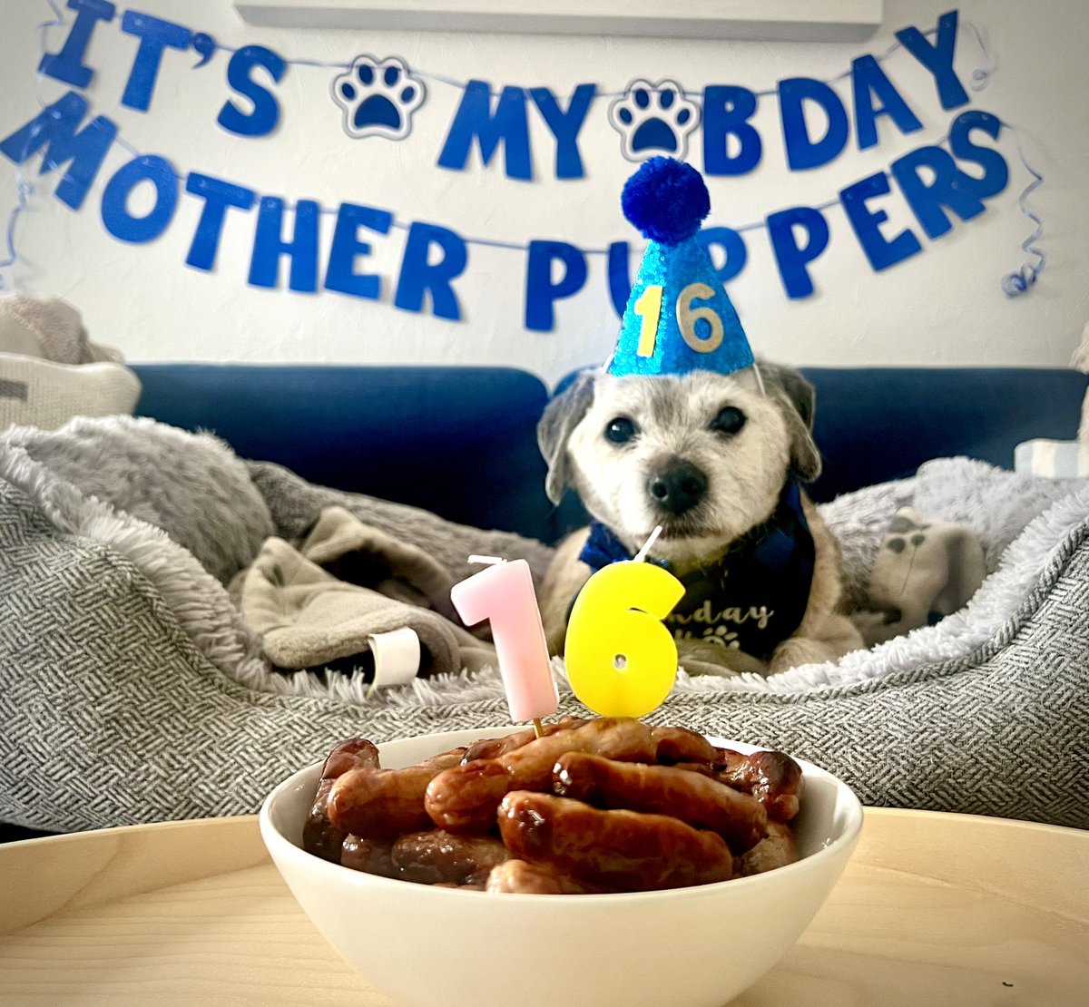 On ladies & gentlefurs, roll up roll up roll up for a sausage feast to start the birthday festivities. I am smiling on the inside whilst also plotting my revenge for this hat! It’s my 16th birthday mutherpuppers! #arisbar is now open 🥂🍾🍻