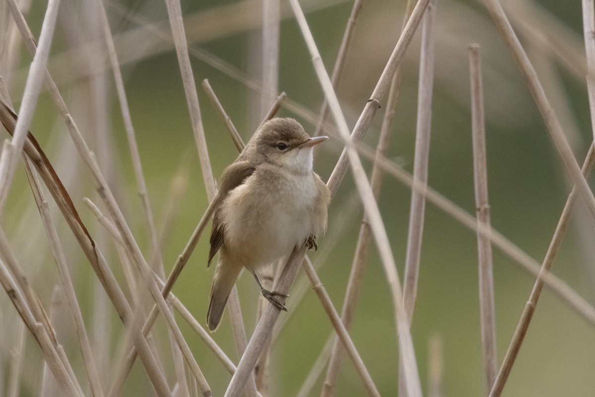 Listening to the Reed Warblers at Brownsea yesterday I finally spotted one @DWTBrownsea @harbourbirds @DorsetBirdClub @BrownseaNT