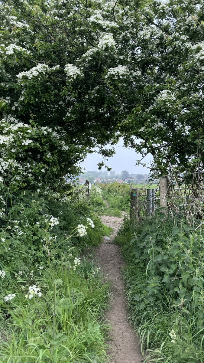 A short wander in the mist this morning #beach #trees n #flowers #DanesDyke #Flamborough