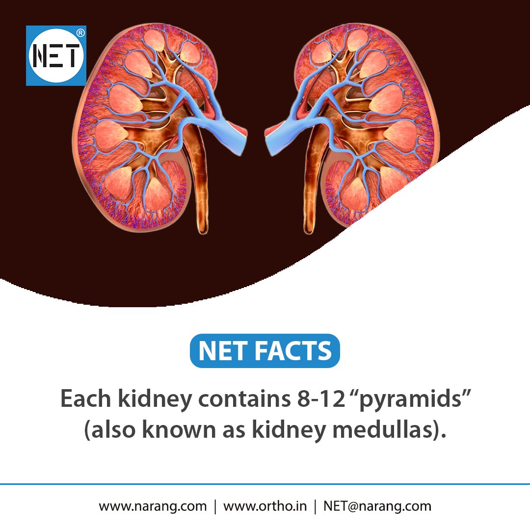 NET Facts
narang.com | ortho.in