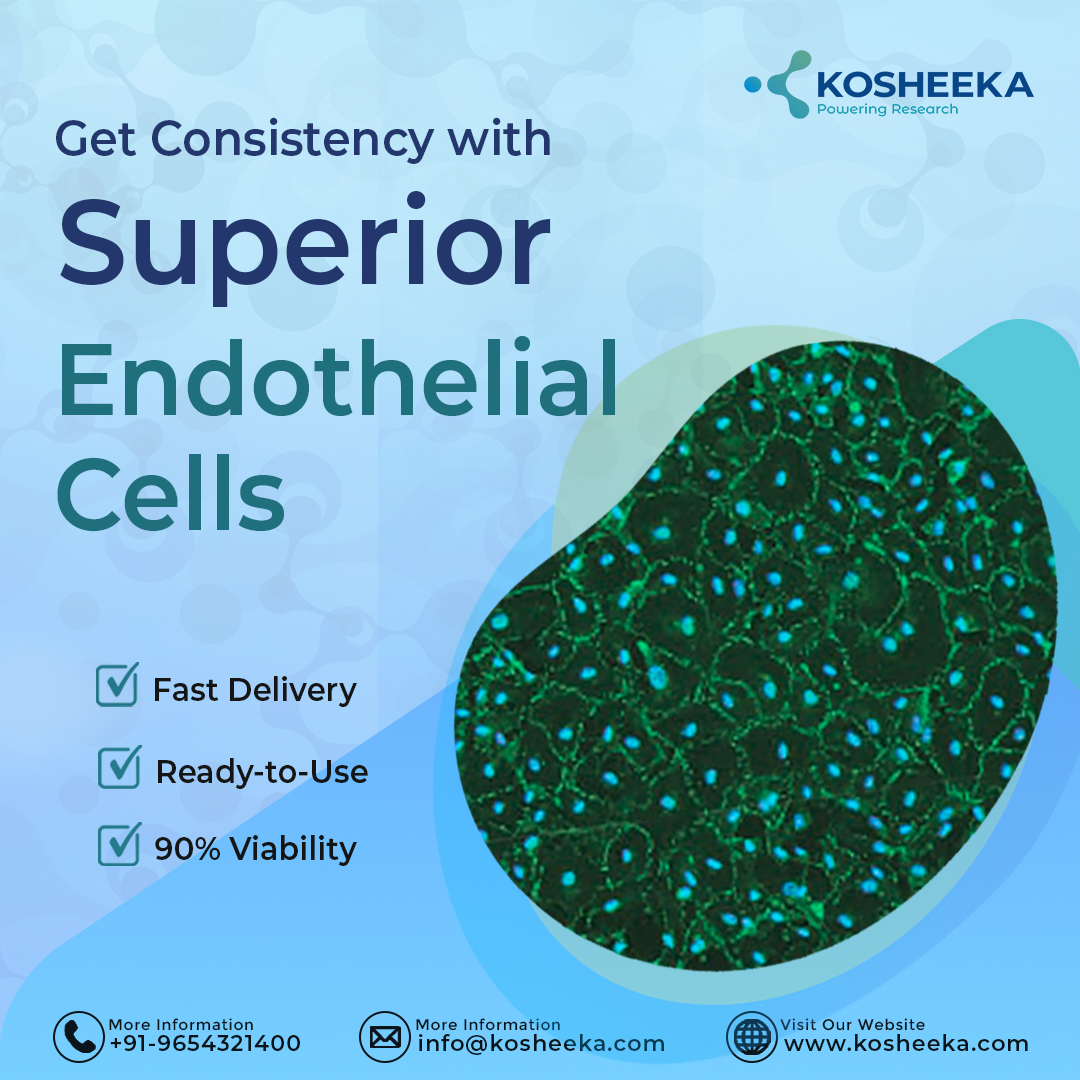 Boost your vascular research with our endothelial cells! Enjoy fast delivery, ready-to-use stock, and 90% viability. Reliable, reproducible results every time.

#primarycells #cellculture #research #kosheeka #endothelial #cells