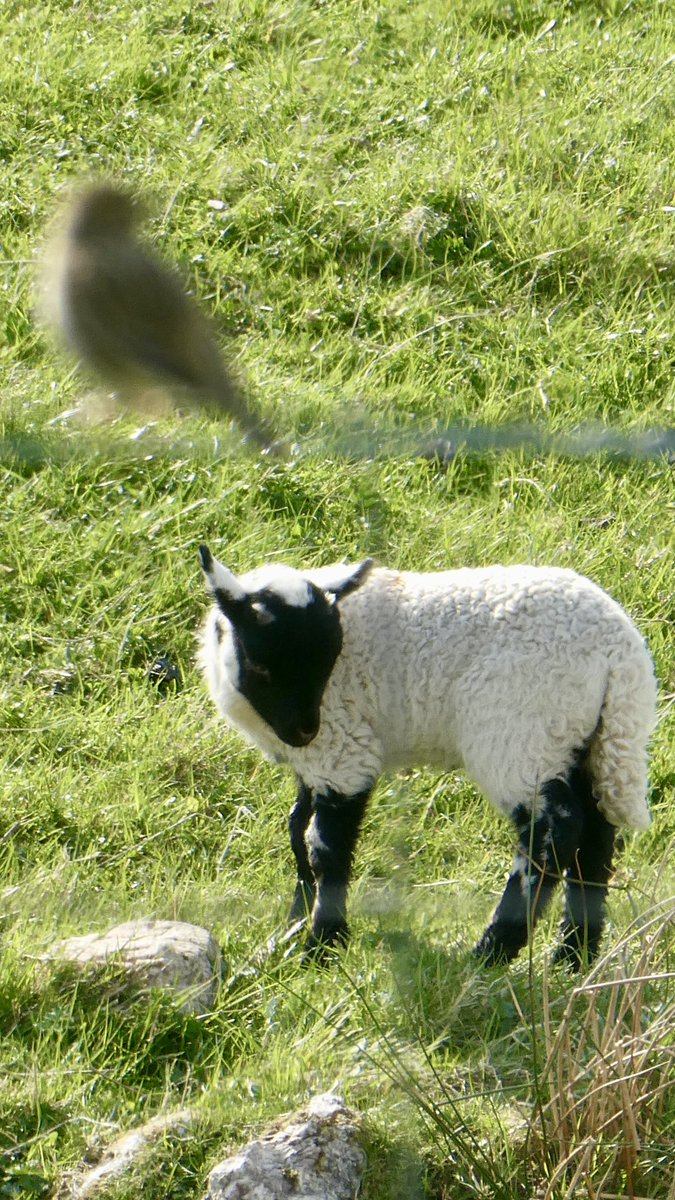 MangerstaCroft's tweet photo. Lambing and nesting season, Mangersta, Isle of Lewis. 
#lambingseason #BIRDSTORY #SaturdayMood @OuterHebs #spring #OuterHebrides #Scotland #crofting @NatureScot @ScottishField @scottishfarmer https://t.co/iM28XAr2Gk