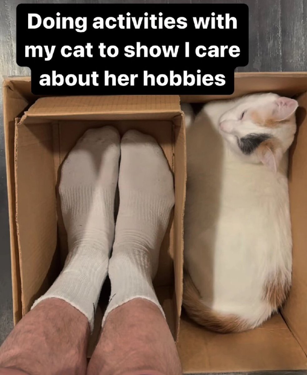 Punch Cat (@punchingcat) on Twitter photo 