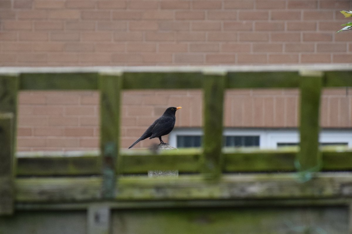MyGarden_Uk's tweet photo. Morning Visitors.
Blackbird, Collared Doves, Dunnock and Sparrow. π
@des_farrand
@alisonbeach611 @RSPBEngland
@WildLifeTrust @Natures_Voice
#Wood #Pigeons #Saturday #Morning #Nature #ColoursOfNature #Blackbirds #Collared #Doves #Dunnocks #SpotTheDunnock #Sparrows https://t.co/JLWW6lOUxU
