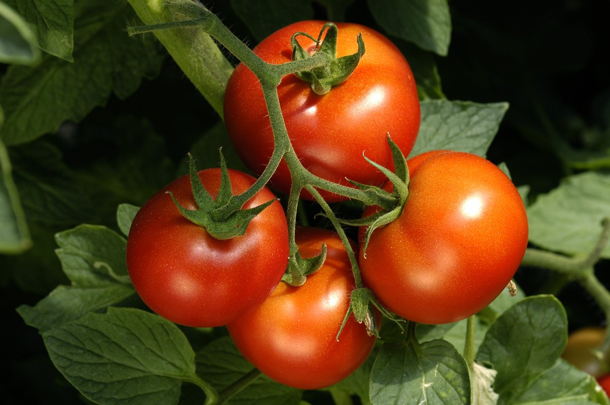 Homemade tomato plant fertiliser ‘perfected over 30 years’ to grow more and better fruit #affiliate express.co.uk/life-style/gar…