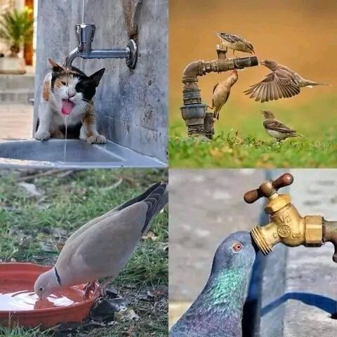 سخت گرمی کے موسم میں اپنے گھر کی مناسب جگہ پر اللہ کی اس مخلوق کے لئے بھی پانی کا انتظام کیجئے🫧 #PML_N_Folllowers