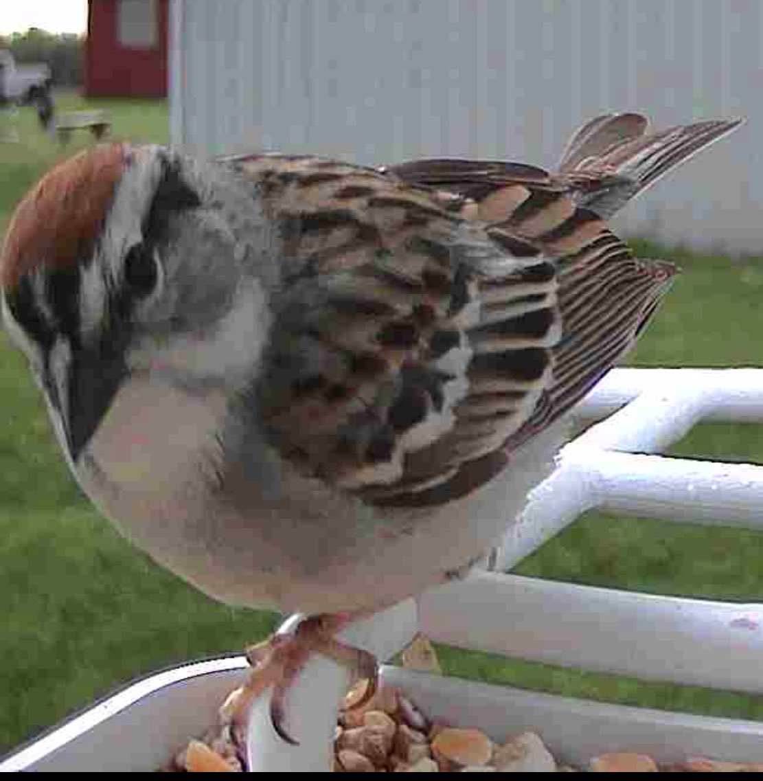 Chipping sparrow at the smart bird feeder this morning.