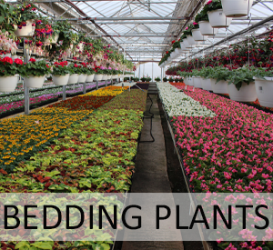 radebaughs's tweet photo. Tis’ the season for gardening! We have plants for the indoor and outdoor gardeners. 🌿🪴

#gardening #garden #houseplants #annuals #perennials #planting #containergardening #flowers #radebaughs #onlynaturehasmoreexperience #towson #baltimore #familyflorist https://t.co/QHna8mxyhX