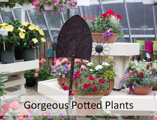 radebaughs's tweet photo. Tis’ the season for gardening! We have plants for the indoor and outdoor gardeners. 🌿🪴

#gardening #garden #houseplants #annuals #perennials #planting #containergardening #flowers #radebaughs #onlynaturehasmoreexperience #towson #baltimore #familyflorist https://t.co/QHna8mxyhX