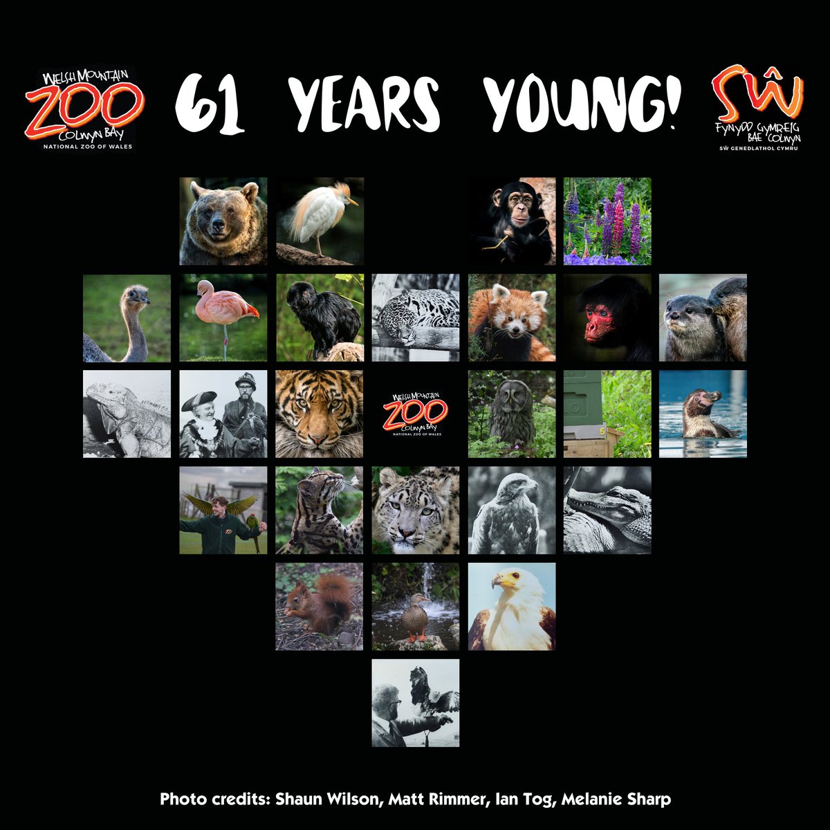 🥳 #WelshMountainZoo is 61 years young! 🥳 Since 1963 we’ve been working diligently to make WMZ the place where conservation comes to life! What are your fav' memories of the Zoo? Like, retweet & comment below for the chance to win an Animal Adoption! welshmountainzoo.org/competition-te…