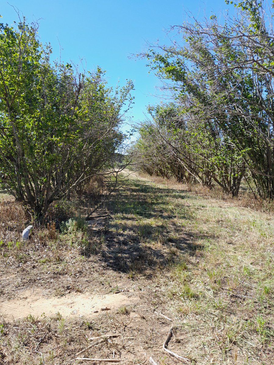 Josep Zacaries Ferré tweet media