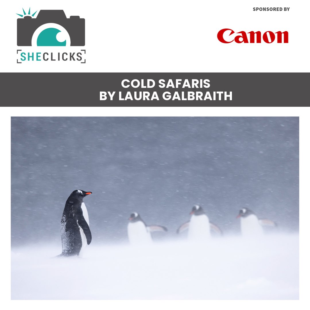 Next free SheClicks Webinar is:

Cold Safaris
Presenter: Laura Galbraith
Date: Monday 20th May 2024
Time: 19:00 [UK time]

Sponsor: Canon

Sign-up using the link in our bio

#sheclicksnet #femalephotographers #women #photography #femalephotographer #webinar #freewebinar