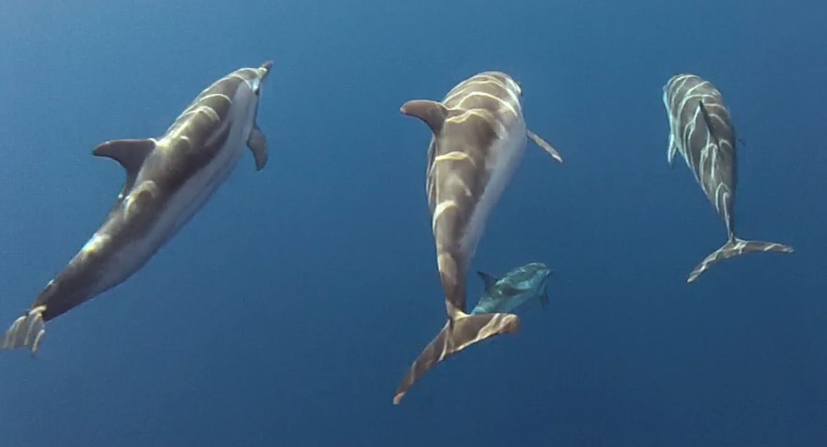I delfini come non li abbiamo mai osservati, tra Capri e Sorrento il corso di Watching Dolphin. A Massa Lubrense, nell'Area marina di Punta Campanella, prepara anche diportisti, balneari ma soprattutto pescatori e  charteristi  #ANSA ansa.it/canale_scienza…