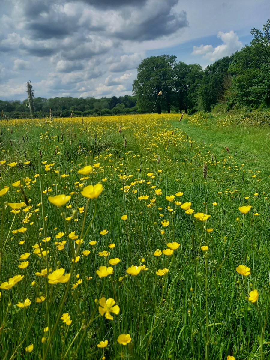 Louepp and a new Cheepp #SlowWays. Epping Forest and Uplands to the Lea Valley. Quite stunning. A ranunculus amount of buttercups. Obelisks for Boudicca. First cuckoos and swallows, lots of wildlife. Cosy woods, open views. Really enjoyed this one.
