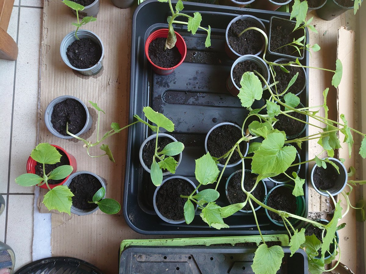 #gardenhour I've managed to mix up my courgettes and cucumber seedlings..any advice please...what a numpty