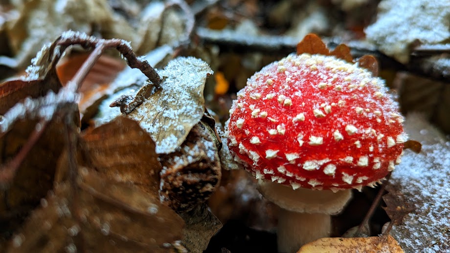 Rouge piquant mais sous la neige / Spicy red but under the snow / Spéc. : Google Pixel 6, ƒ/1,85, 1/102, 6,81 mm, 328 ISO / #photographie #photography #Google #Pixel #TeamPixel #GooglePixel #champignon #mushroom #FungiFriends