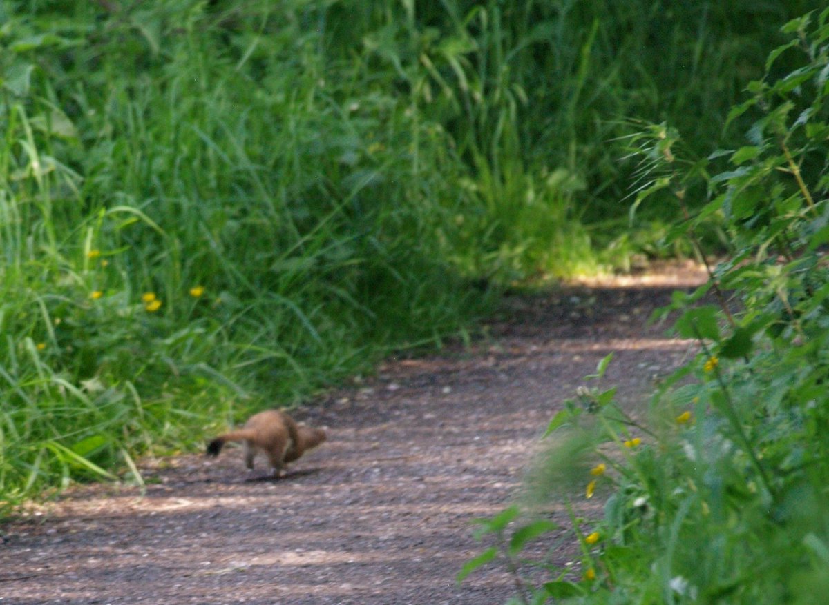 Beautiful day at <a href="/RSPB_BurtonMere/">RSPB Burton Mere Wetlands</a> 
Cute little lambs, a fast stoat and a hillfort 

#Cheshire #Wirral #rspb