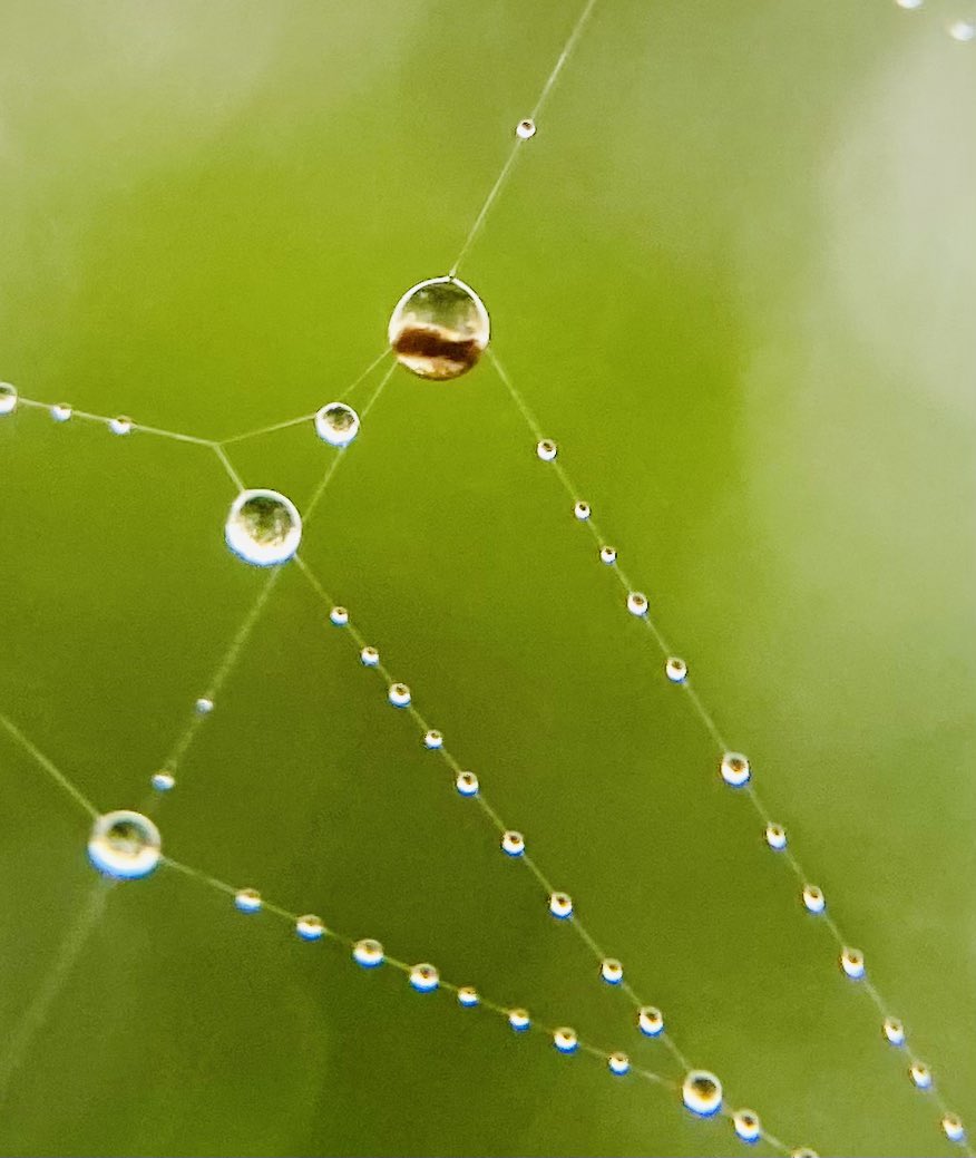 Hope you all have a stand out Saturday my friends 🕸️💕