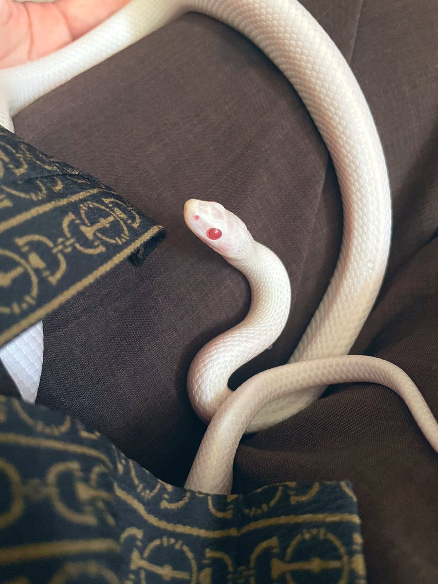 solo red eyes no humans animal couch snake on couch  illustration images
