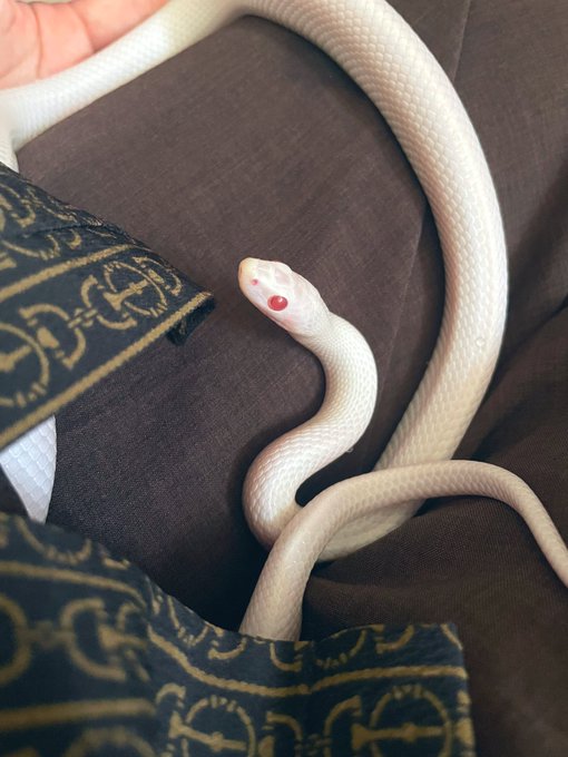 「動物 白蛇」のTwitter画像/イラスト(新着)