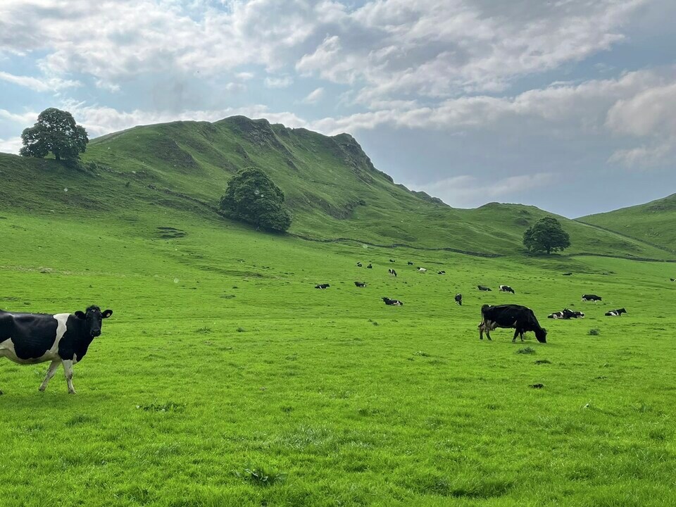 📸 Happy cows with an outstanding view of #ChromeHill in the #PeakDistrict.

⛰️ These #cows are farmed on a 1000ft hill, which dose pose its challenges for #grass growing. However, a simple system of bales partnered with a high quality #ForFarmers compound does the trick.