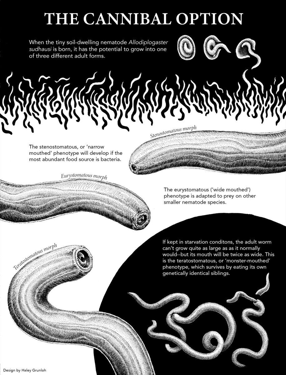 Wonderful graphic by @HaleyGrunloh who drew the 3 possible morphs in A. sudhausi, including the 3rd cannibalistic teratostomatous morph. As referenced in our Science Advances paper: science.org/doi/10.1126/sc…