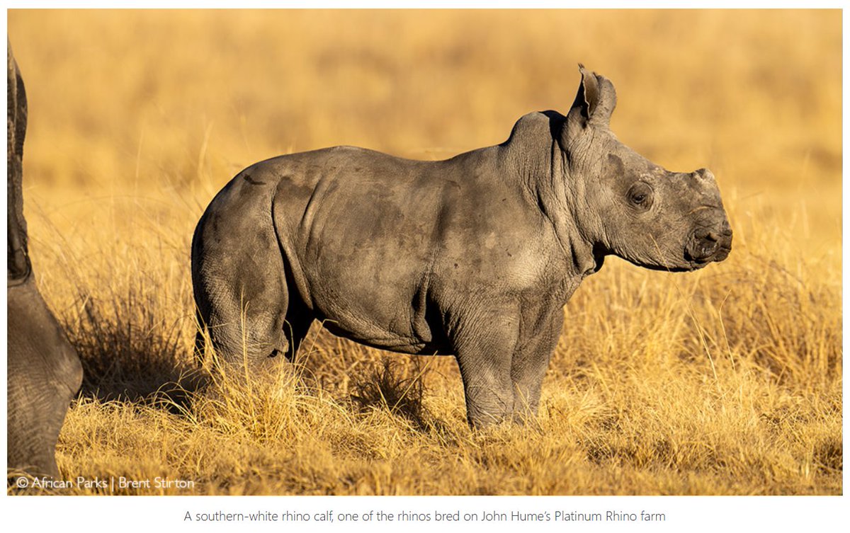 .@AfricanParks rewilds first Rhinos bought from Hume breeding operation. African Parks has donated 40 Southern White Rhinos to Munywana Conservancy in South Africa – the first step of a continent-wide initiative to rewild 2,000 Rhinos, purchased from John Hume’s Rhino breeding